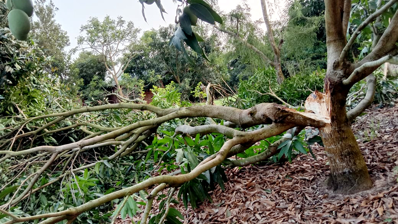 খাগড়াছড়িতে কালবৈশাখী ঝড়ে আমের ব্যাপক ক্ষতি