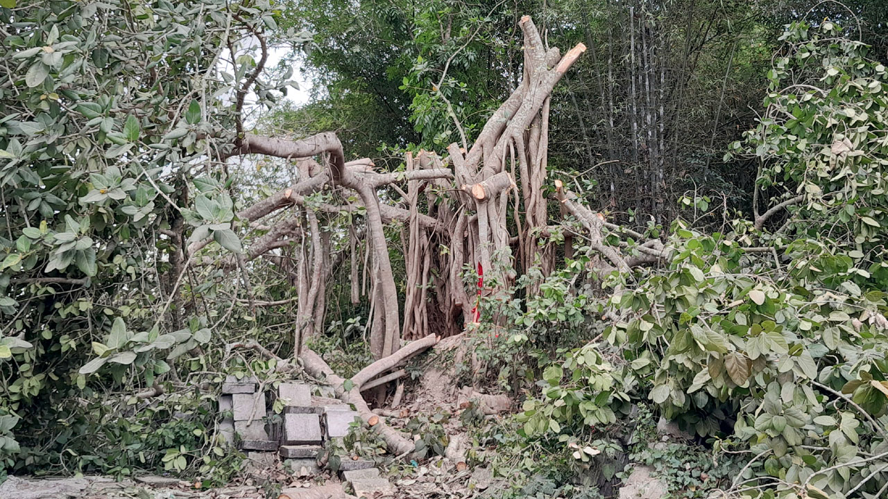 বটগাছটি শতবর্ষী নয়, ব্যক্তিগত প্রয়োজনে বিক্রি করেন মালিক