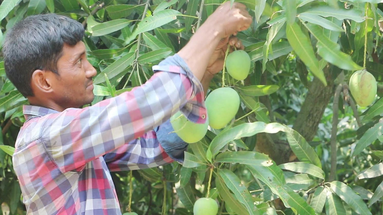 আজ থেকে বাজারে দেখা মিলবে নওগাঁর আম
