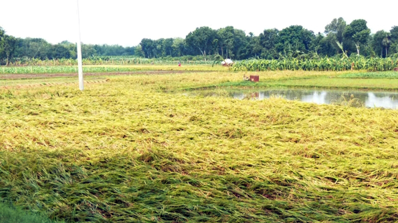 মেহেরপুরে কালবৈশাখী ঝড়ে ফসলের ব্যাপক ক্ষতি