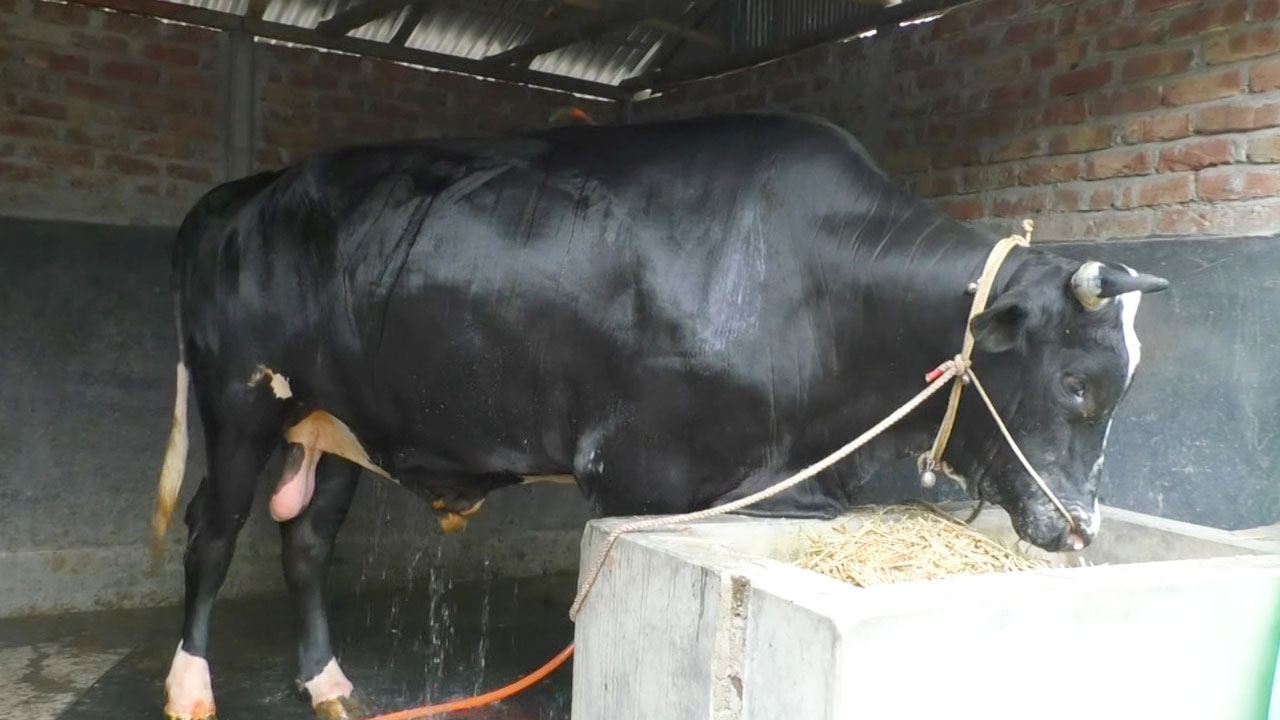 কালামানিকের ওজন ২১ মণ, দাম ২৫ লাখ