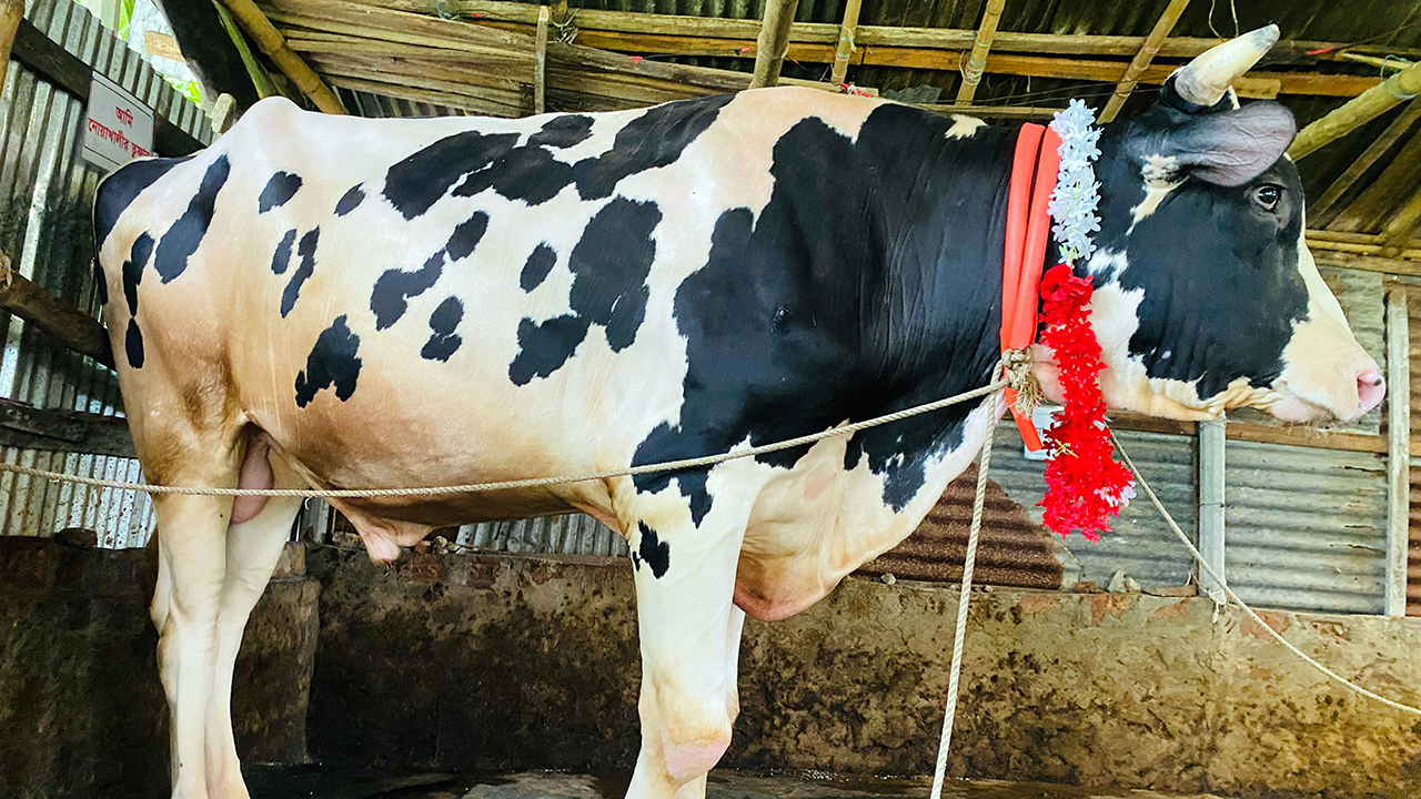 এবার ঈদে হাট কাঁপাতে আসছে নোয়াখালীর ‘তুফান’