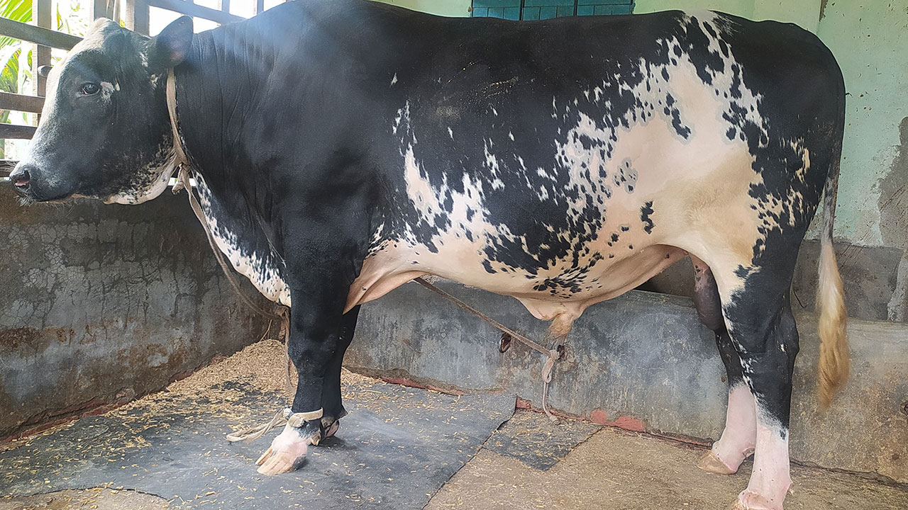 যুবরাজকে বের করতে হলে ভাঙতে হবে ঘরের দেয়াল!