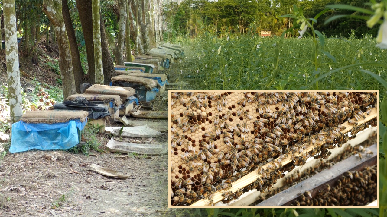 পিরোজপুরে তিলখেতে মধু চাষ, প্রথমবারেই সাফল্য