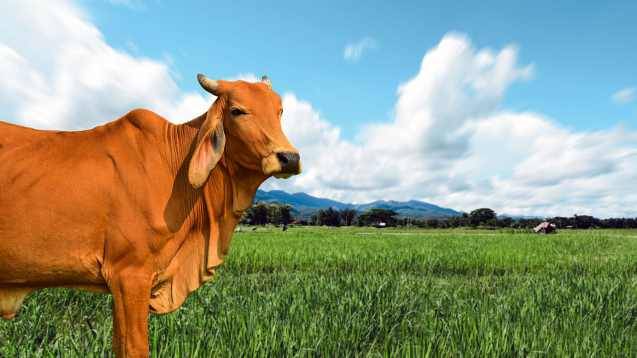 কোরবানির পশুকে যেভাবে শোয়াবেন