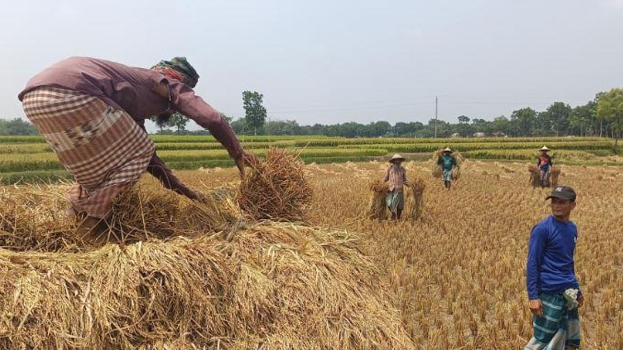 বোরো ধানের ফলন ও দামে খুশি চাষিরা