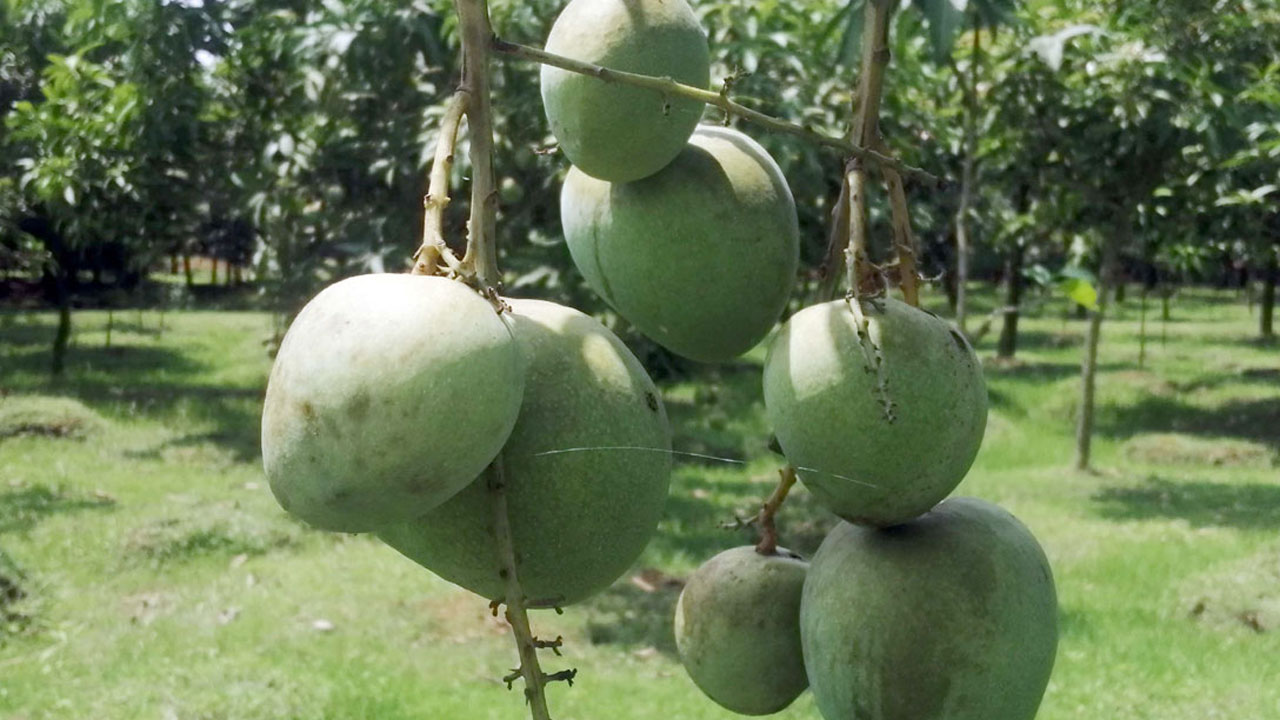 এবার নির্দিষ্ট সময়ে বাজারে আসছে না হাঁড়িভাঙা আম