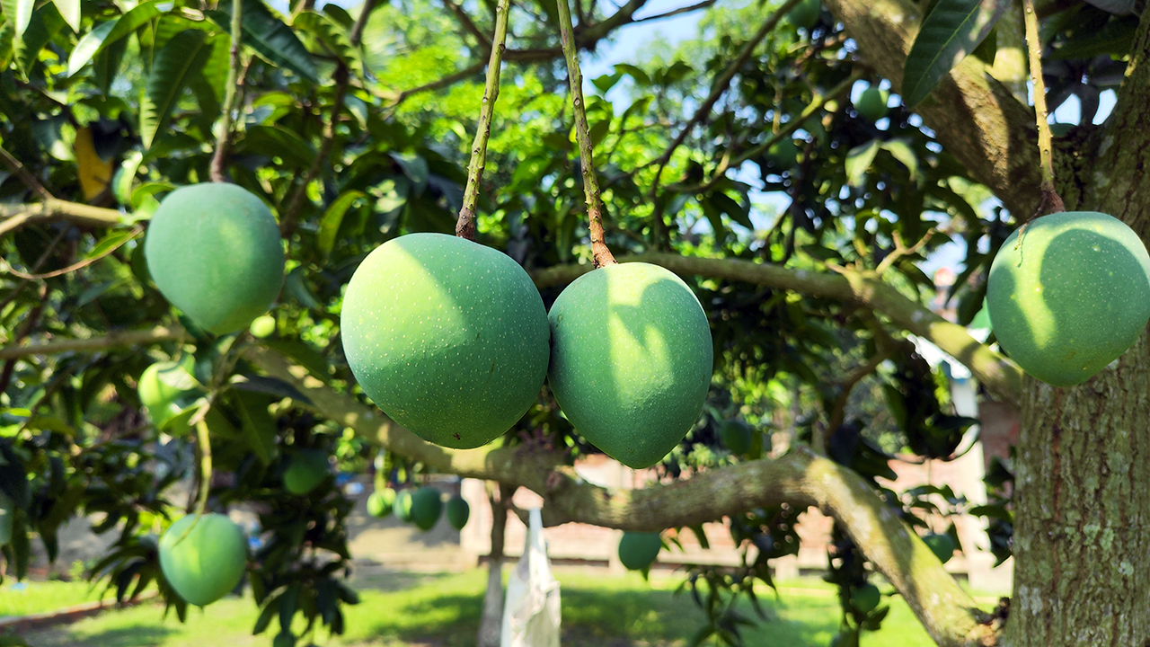 আগেভাগেই পাকছে সাতক্ষীরার আম, বাজার ব্যবস্থাপনায় ক্ষোভ কৃষকদের