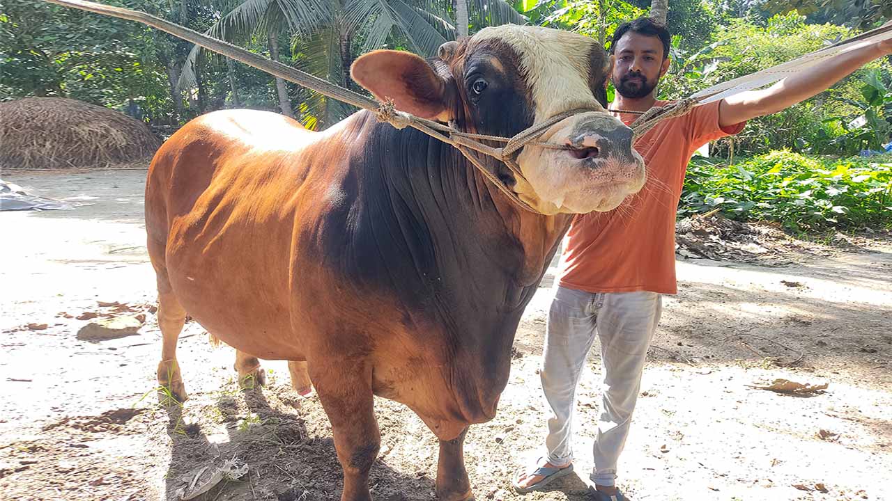চাকরির পাশাপাশি খামার, রাফির ১৫ লাখ টাকার ‘হিরো দ্যা ডন’