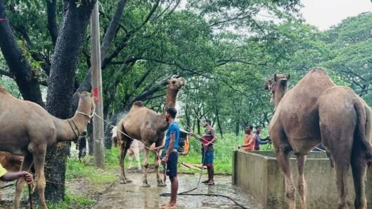 মরুভূমির ‘জাহাজ’ এখন চট্টগ্রামের হাটে, দাম চড়া