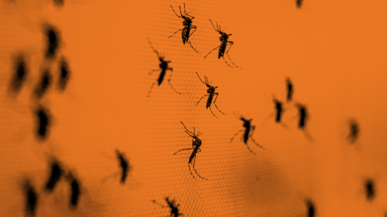 বাংলাদেশে ডেঙ্গু প্রতিরোধে সম্ভাবনা ‘উলবাকিয়া’ মশা