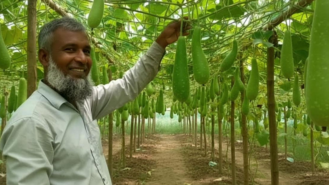 ধান ছেড়ে সবজি চাষে বদলে গেছে শাহজাহানের জীবন
