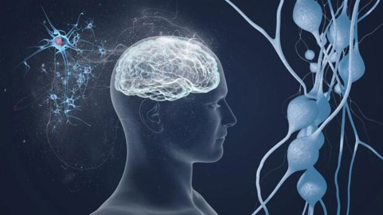 পেশি যত বেশি, মস্তিষ্ক তত তরুণ : গবেষণায় নতুন তথ্য