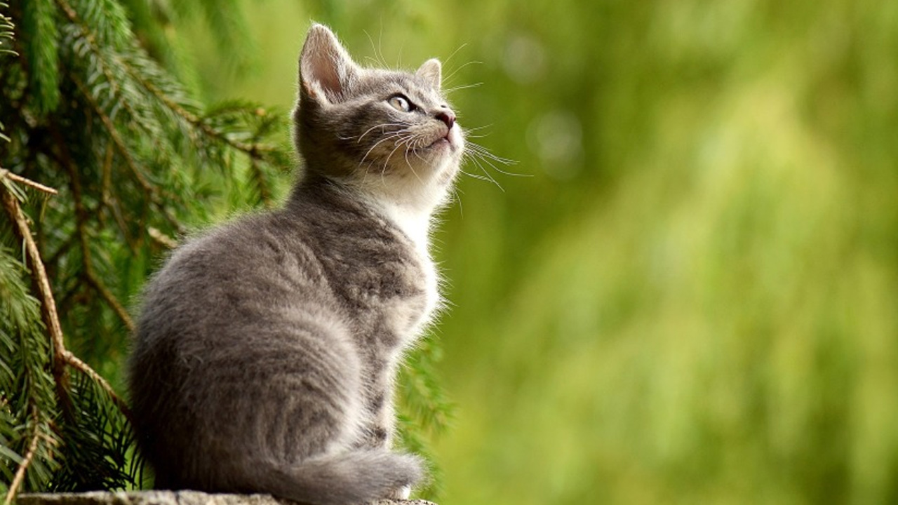 প্রাণীদের কষ্ট দিলে পরকালে যে পরিণতি হবে