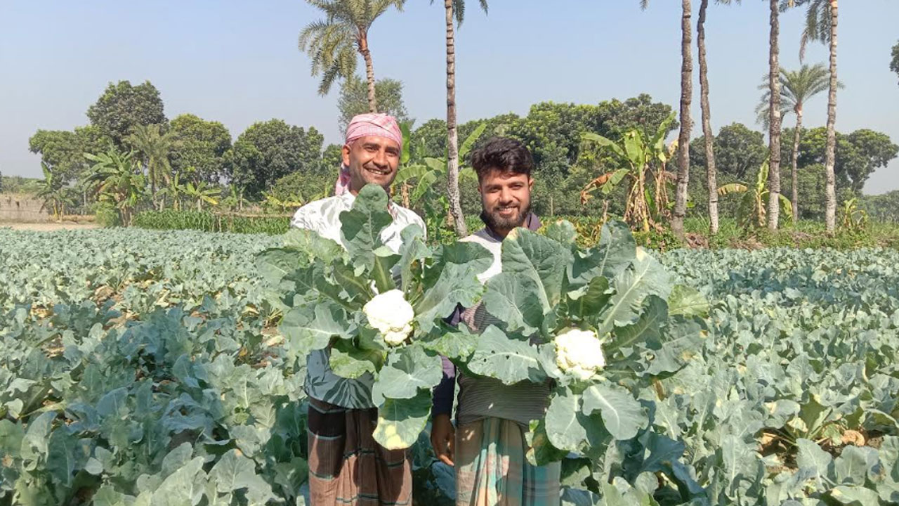 ফুলকপি চাষে বিঘায় ৭০ হাজার লাভ, লোকসান ঘুচে কৃষকের মুখে হাসি