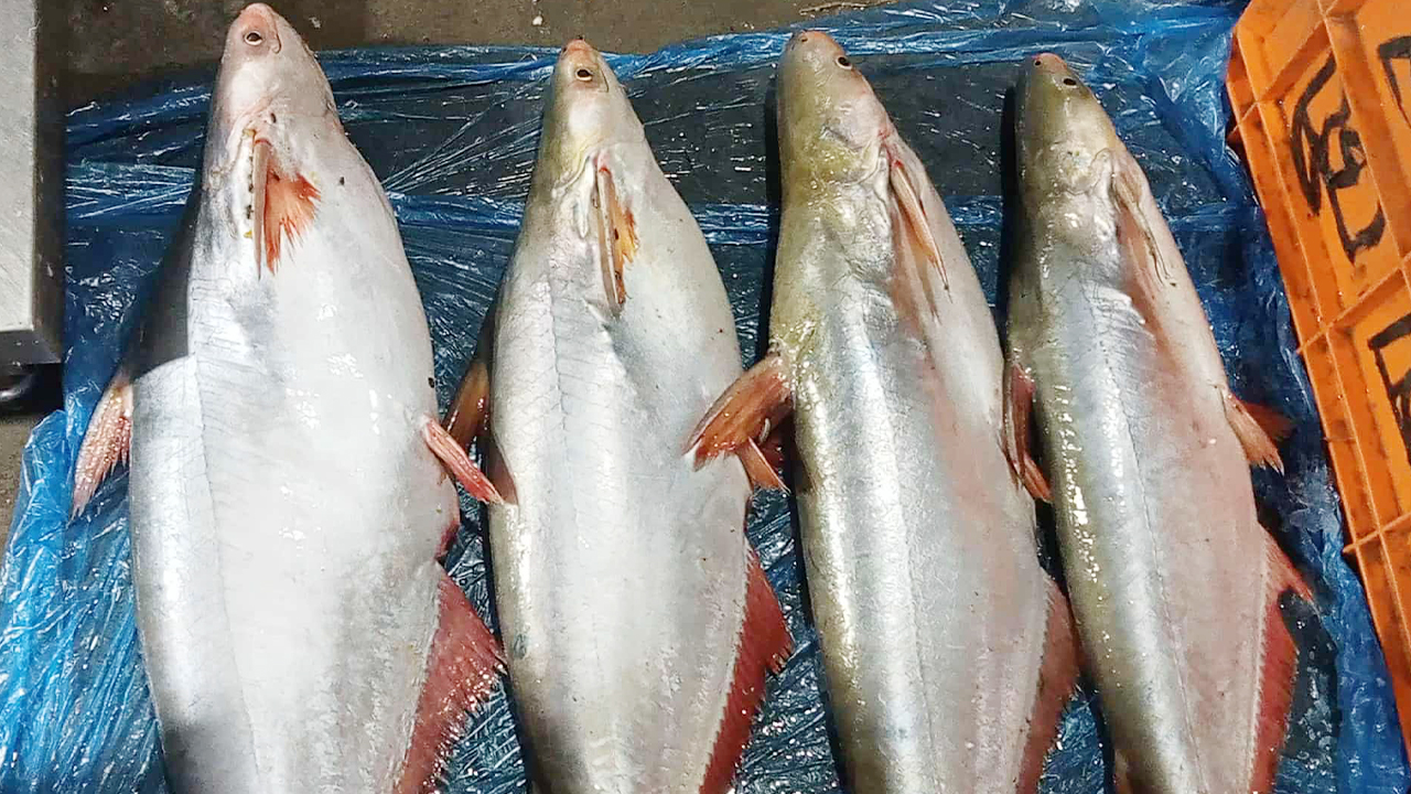 চাঁদপুরে নদীর পাঙাশের কেজি ৯০০ টাকা