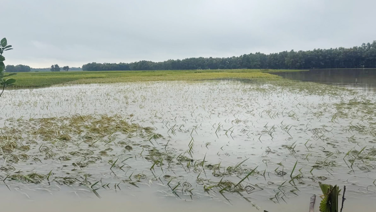 চাঁপাইনবাবগঞ্জে অসময়ের বৃষ্টিতে তলিয়ে গেছে ধান ও সবজির খেত