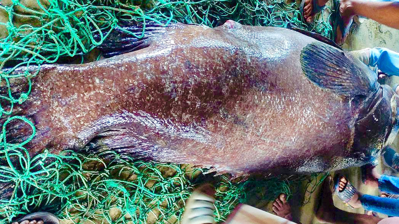 জেলের জালে ধরা পড়লো ১৬৬ কেজির ভোল মাছ, ১ লাখ ৮০ হাজার টাকায় বিক্রি