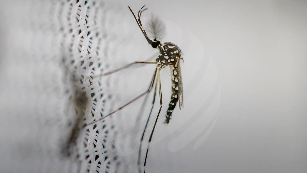 ডেঙ্গু আক্রান্ত হয়ে হাসপাতালে ভর্তি ৫৭২ জন