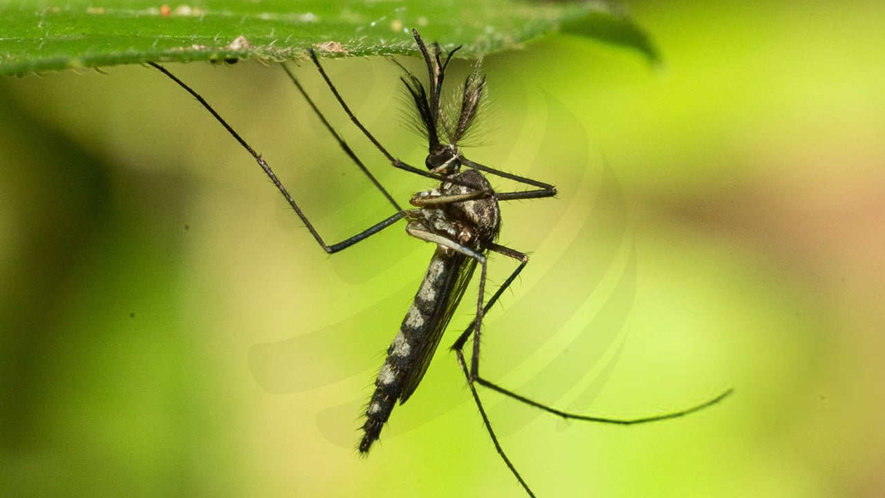 মাত্র ১০ মাসের জন্য পৃথিবীতে এলো মাবিয়া, ডেঙ্গু কেড়ে নিলো প্রাণ