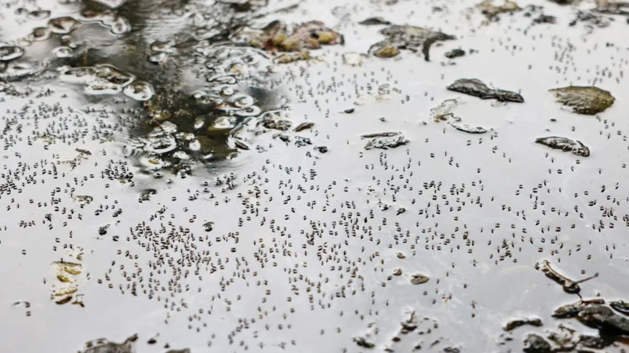 বাংলাদেশে ডেঙ্গুর তীব্রতা বৃদ্ধির জন্য দায়ী জলবায়ু পরিবর্তন?