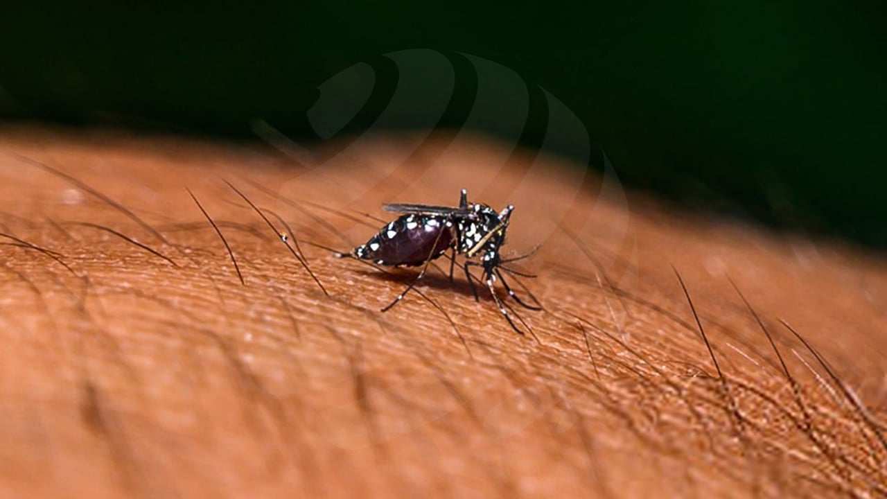 ডেঙ্গু আক্রান্ত হয়ে হাসপাতালে ভর্তি ৪৩৬ জন