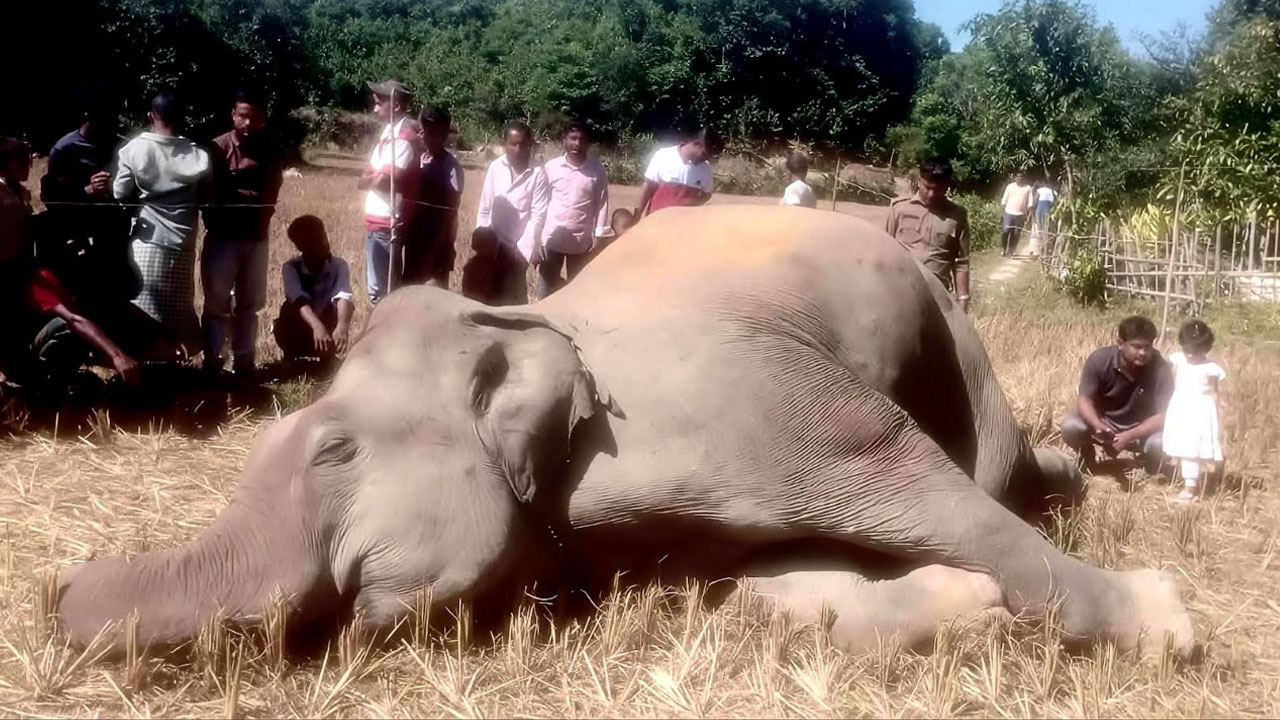 বৈদ্যুতিক ফাঁদে আবারও হাতির মৃত্যু, পল্লীবিদ্যুৎকে দায়ী করছে বনবিভাগ