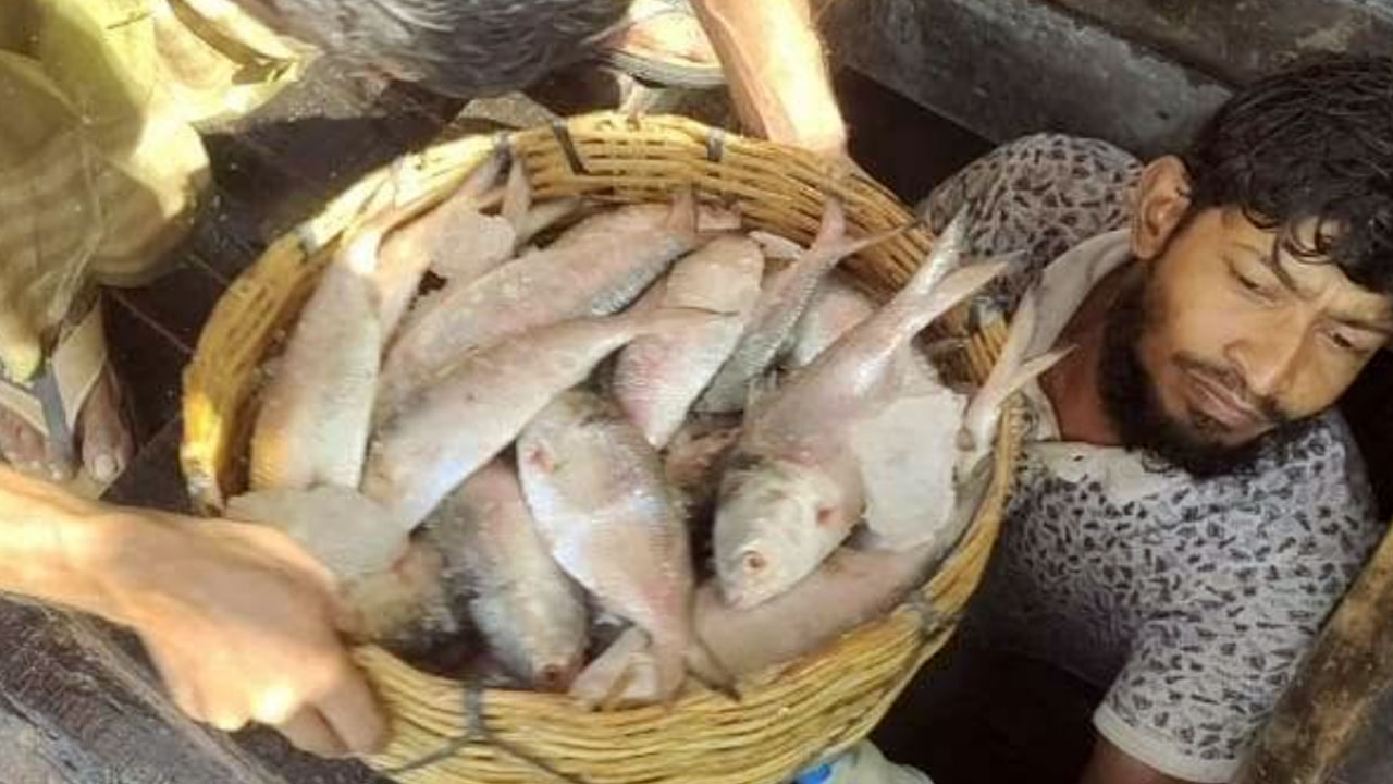 এক ট্রলারে ১৪০ মণ ইলিশ, সাড়ে ৩১ লাখ টাকায় বিক্রি