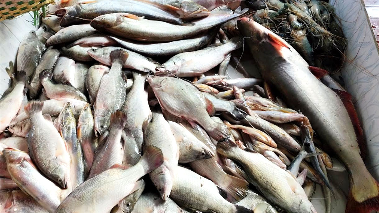 ইলিশের বদলে জালে ধরা পড়ছে পাঙাশ-কোরাল-আইর