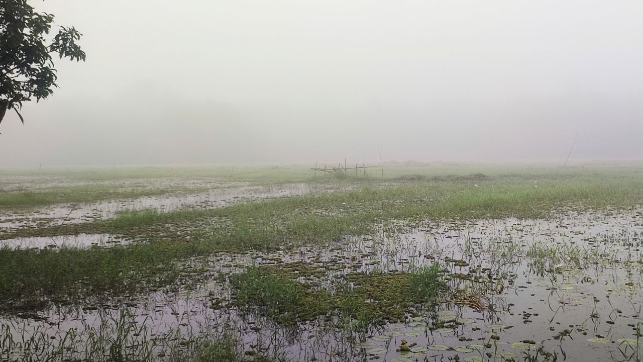 প্রকৃতিতে শীতের আগমনী বার্তা, উত্তরাঞ্চলে কুয়াশার আভাস
