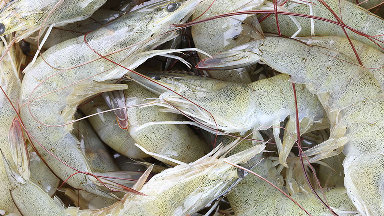 মার্কিন শুল্কের প্রভাবে ভয়াবহ ধসের মুখে ভারতের চিংড়ি শিল্প