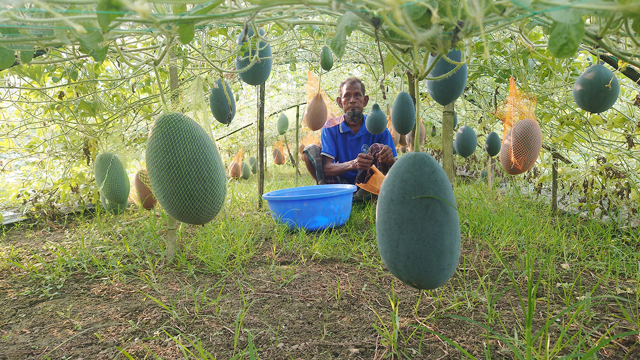 মালচিং পদ্ধতিতে গ্রীষ্মকালীন তরমুজ চাষে কৃষকের সাফল্য