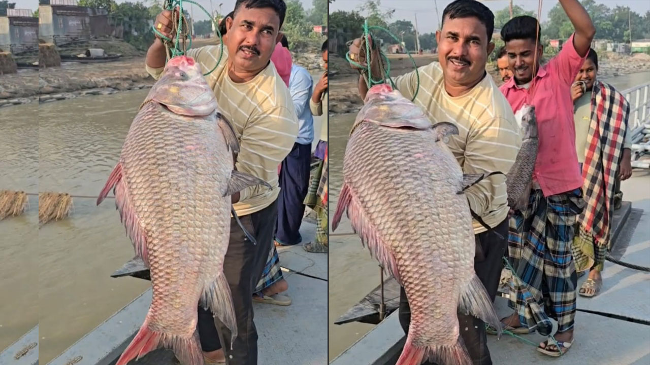 পদ্মার ১৯ কেজির কাতল ৫৩ হাজার টাকায় বিক্রি