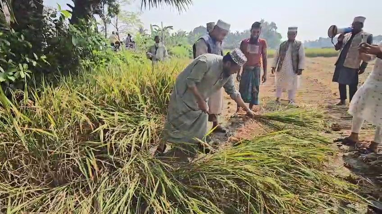 ভোট চাইতে গিয়ে কৃষকের ধান কেটে দিলেন মুফতি আমির হামজা