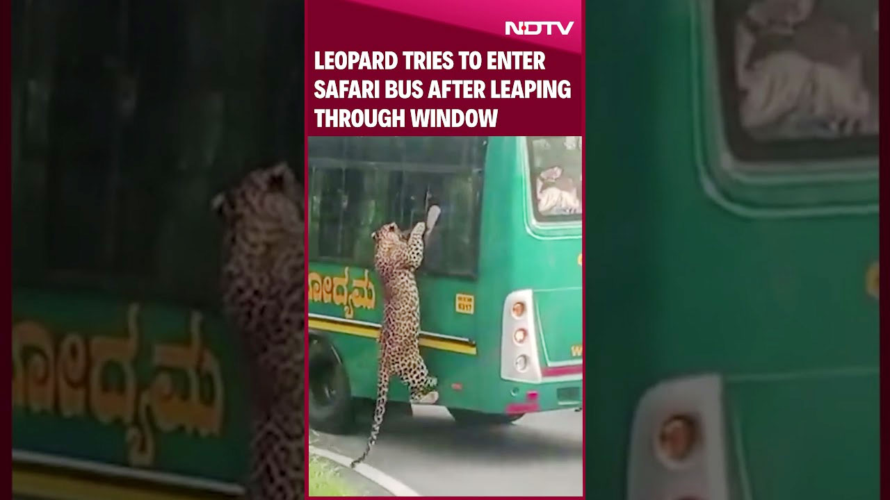 ভারতে পর্যটকদের বাসে চিতাবাঘের হামলায় আহত ১, ভিডিও ভাইরাল