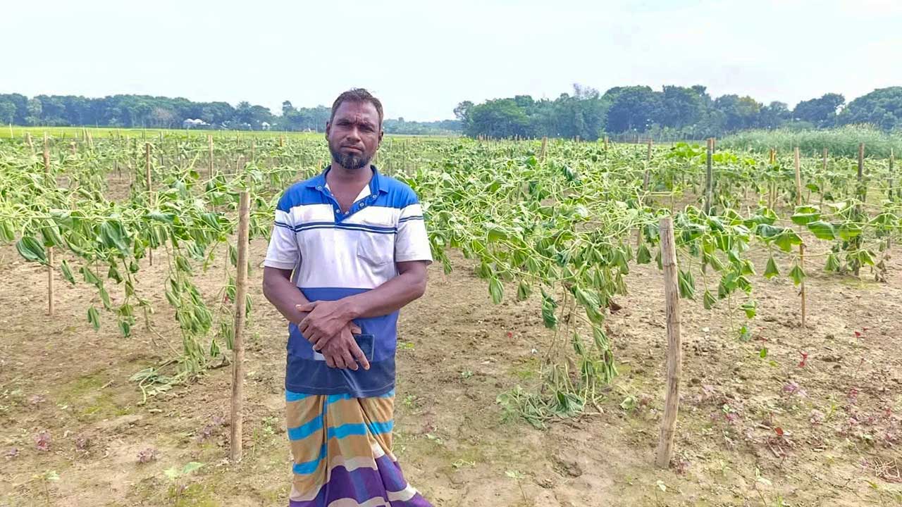 কৃষকের সব লাউ গাছ কেটে ফেলে রেখেছে দুর্বৃত্তরা