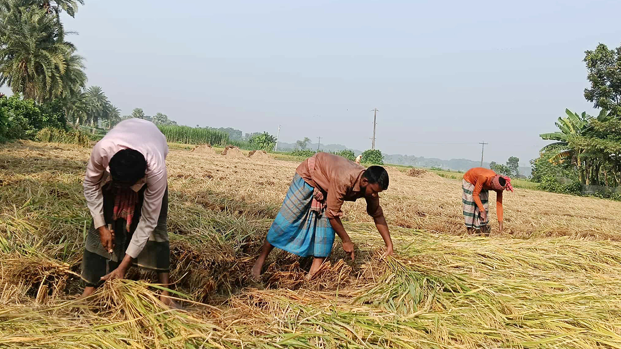 মাগুরায় লক্ষ্যমাত্রার চেয়ে বেশি আমন চাষ