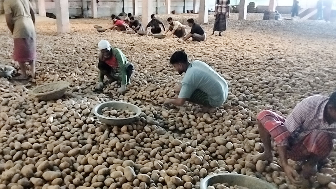 কমেছে আলুর দাম, বিক্রি না করেই ফিরছেন কৃষকরা