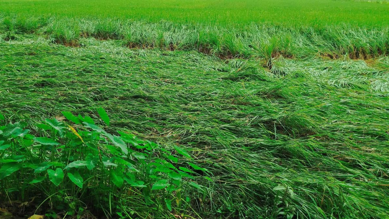 বৃষ্টিতে নুয়ে পড়েছে ধানখেত, ক্ষতির শঙ্কায় কৃষক