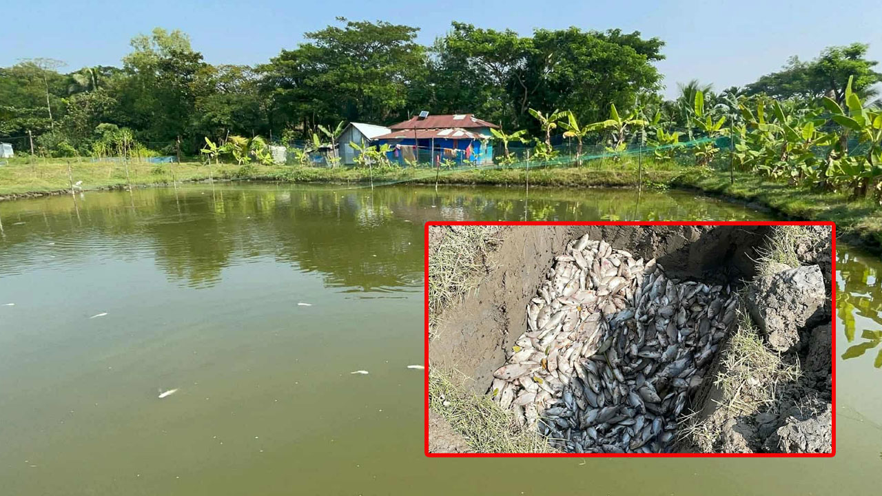 শখের মাছের ঘেরে শত্রুতার বিষ, এক রাতেই সব শেষ