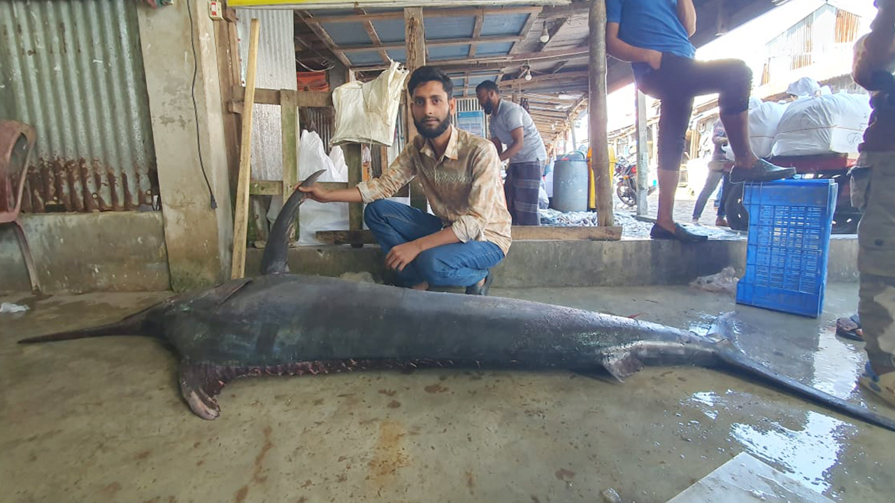 কুয়াকাটায় ধরা পড়ল ৮০ কেজি ওজনের পাখি মাছ