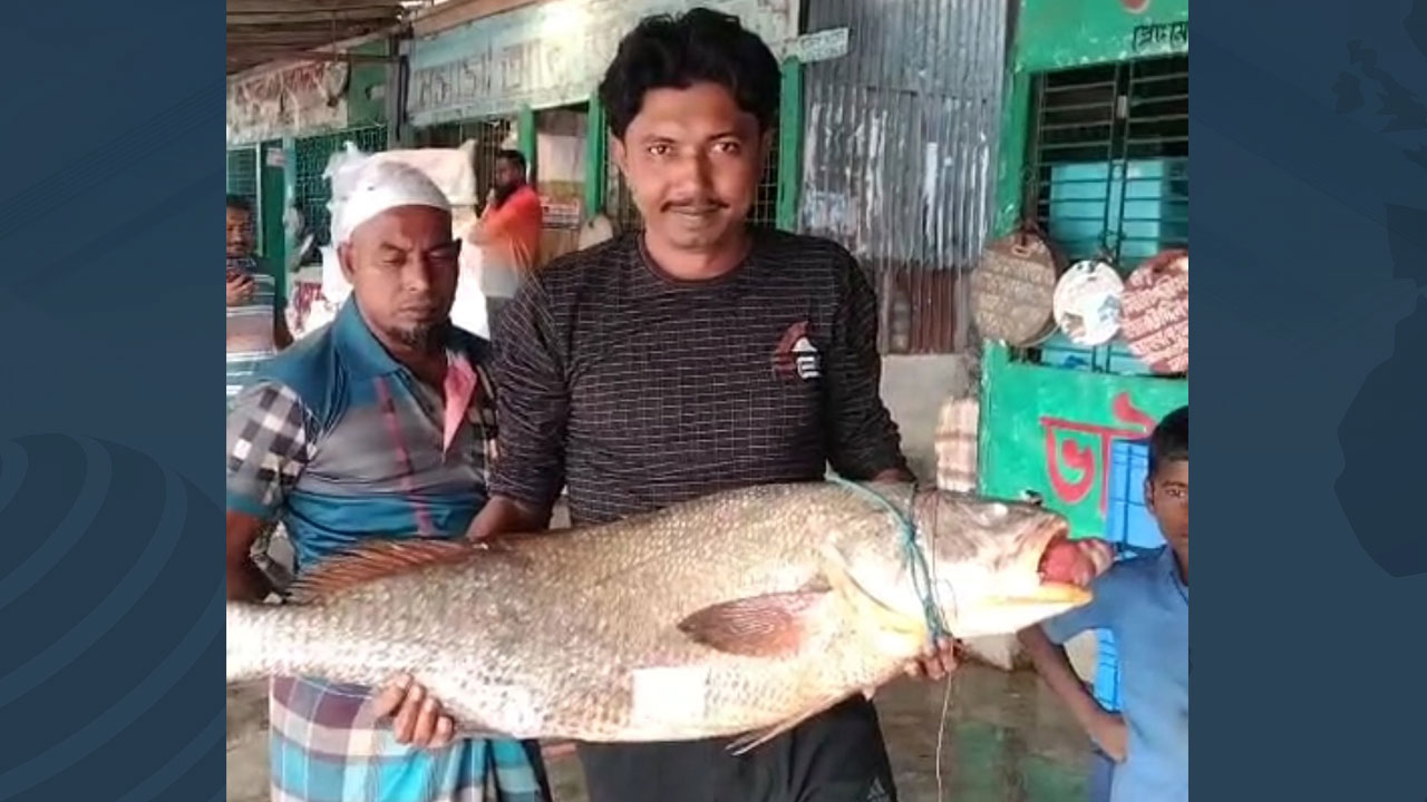 বড়শিতে ধরা পড়লো ৩৭ কেজির কালো পোয়া, লাখ টাকায় বিক্রি 