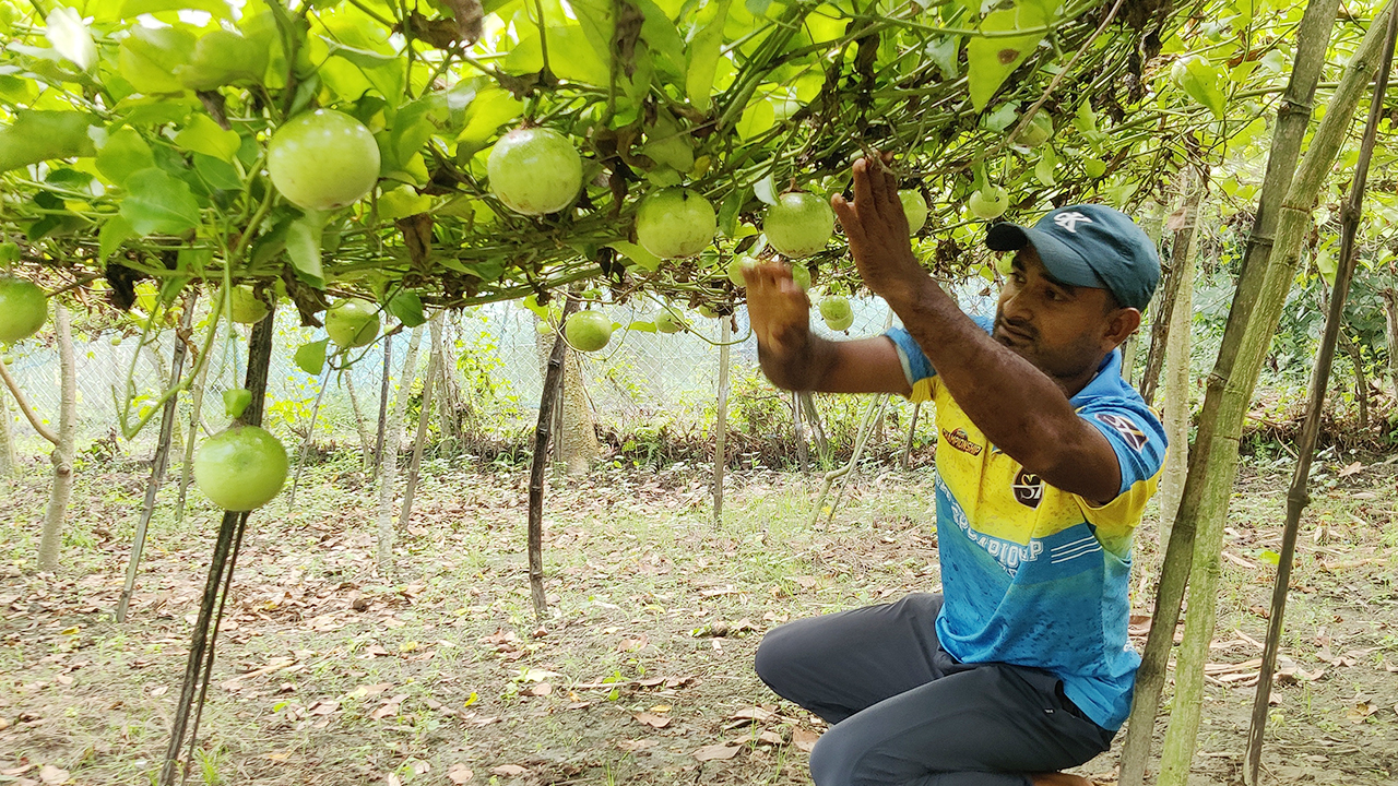 সমতলে আনারকলি চাষে সফল ঝিনাইদহের স্টালিন