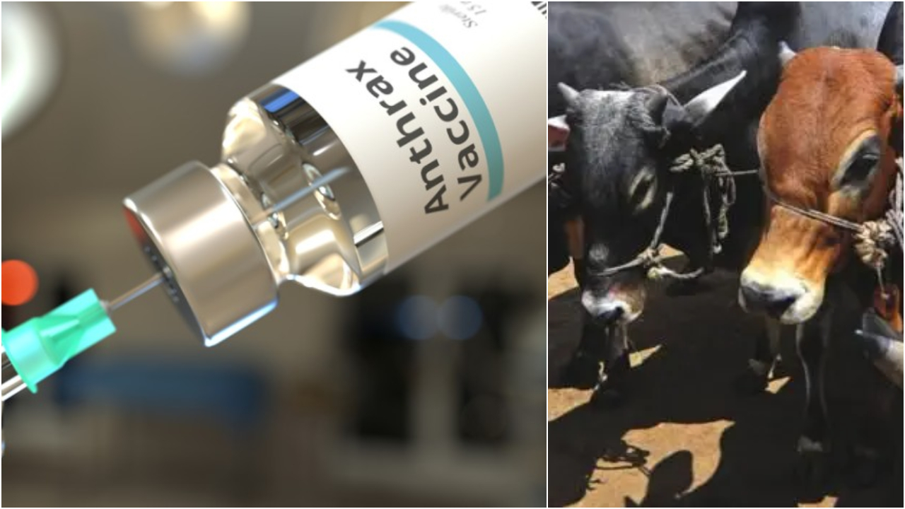 অ্যানথ্রাক্সের টিকা নিয়েও বাণিজ্য, ৮০ পয়সার টিকা ৬০ টাকা!