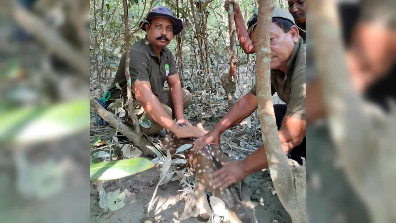 শিকারির ফাঁদে আটকা পড়ে ছটফট করছিল হরিণটি