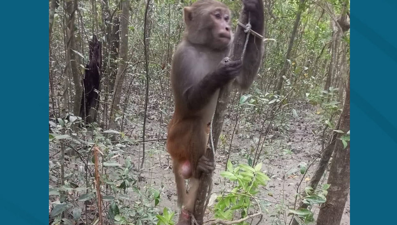 মানুষের ফাঁদে আটকে পড়া বানরটির চোখে ছিল বাঁচার বোবা আকুতি