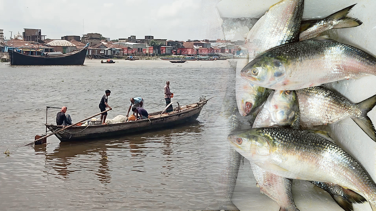 ইলিশ আহরণে বড় পতন, বছরের ব্যবধানে ২৩ শতাংশ হ্রাস