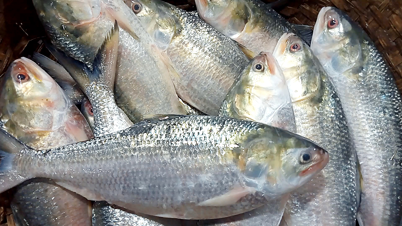 চাঁদপুরে শেষ মুহূর্তে ইলিশের চড়া দাম