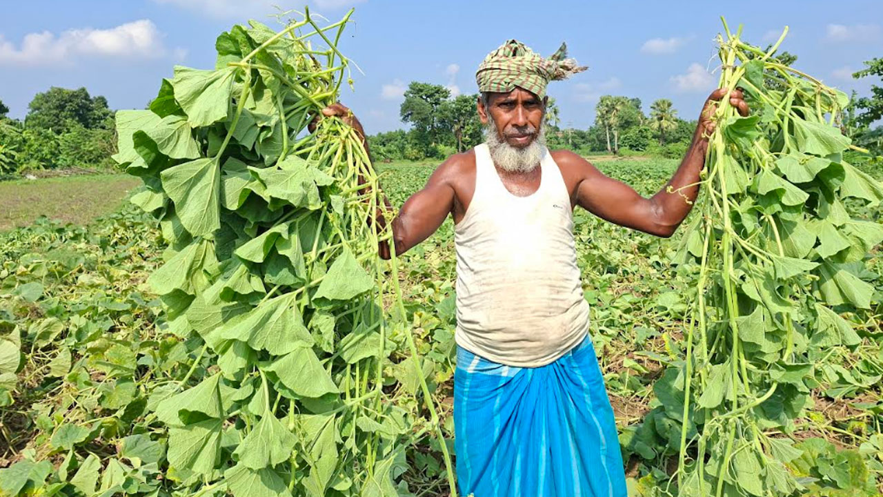 গোমতীর চরে লাউশাক চাষে কৃষকের মুখে হাসি