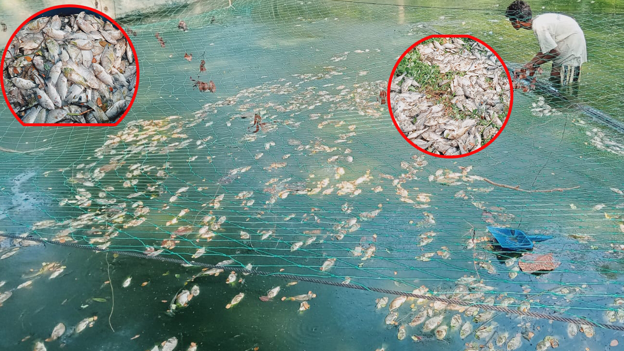 এক রাতেই স্বপ্ন শেষ ডালিমের, মাছের সঙ্গে এ কেমন শত্রুতা?